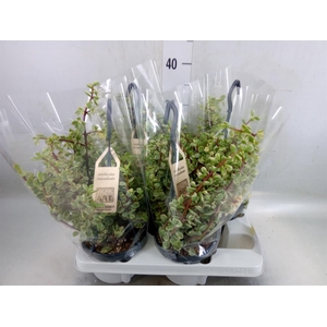 Portulacaria afra 'Variegata'