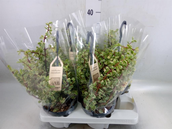 <h4>Portulacaria afra 'Variegata'</h4>