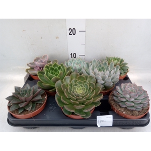 Echeveria   ...mix