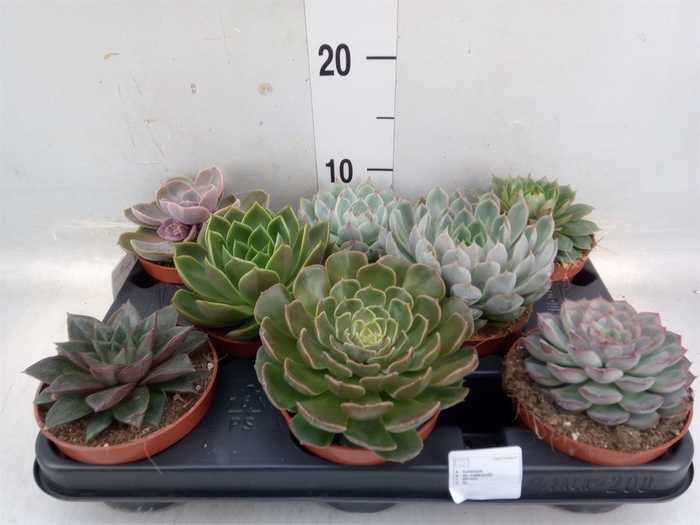 <h4>Echeveria   ...mix</h4>