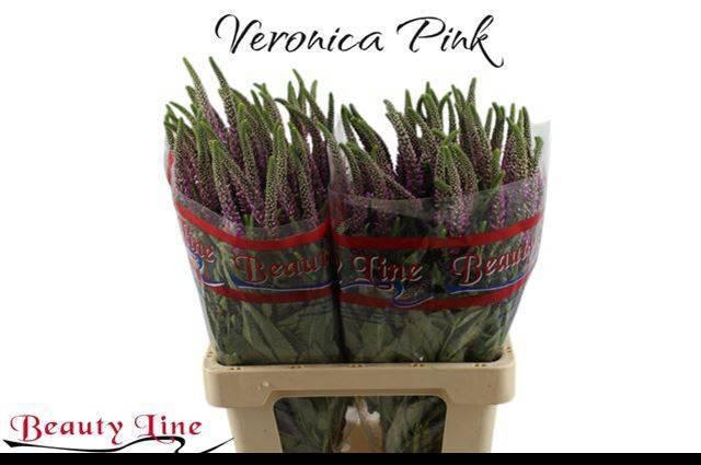 <h4>VERON L SKYLER PINK</h4>