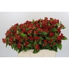 Hypericum Magical Triumph