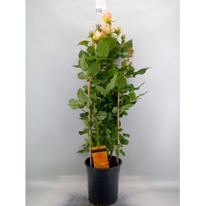 Rosa FL 'Summer Select'