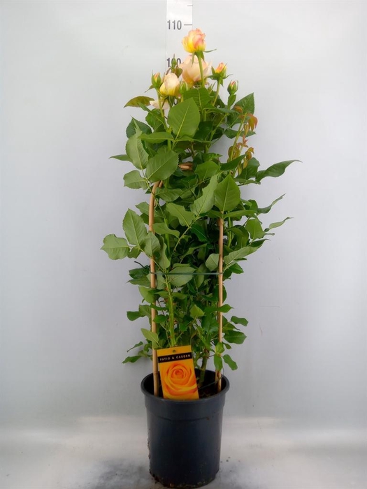 <h4>Rosa FL 'Summer Select'</h4>