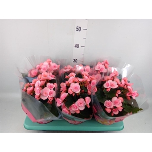 Begonia elat. DU 'Move2Joy Pink'