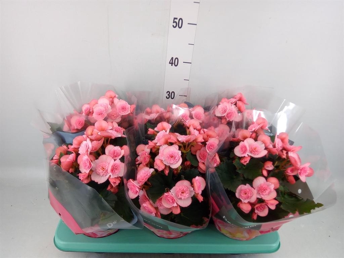 <h4>Begonia elat. DU 'Move2Joy Pink'</h4>