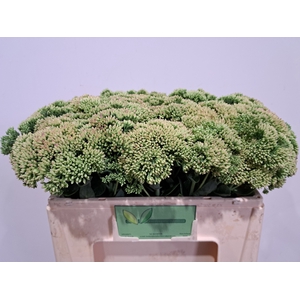 SEDUM SPECTABILE