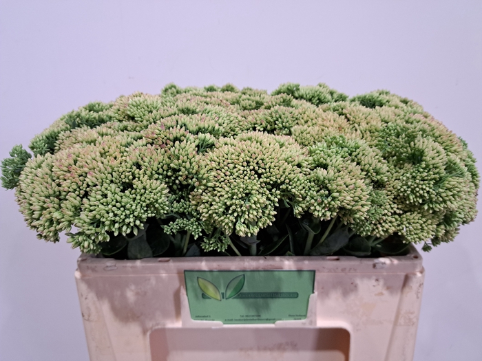<h4>SEDUM SPECTABILE</h4>