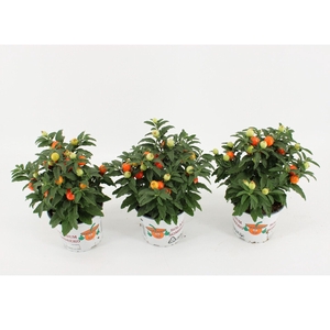 Solanum pseudocapsicum