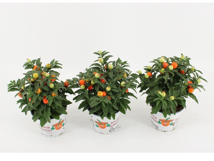 <h4>Solanum pseudocapsicum</h4>