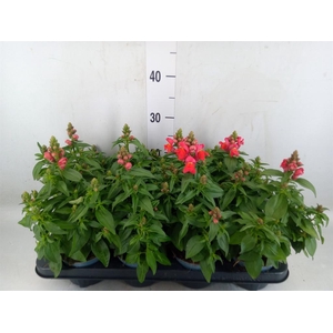 Antirrhinum majus   ...