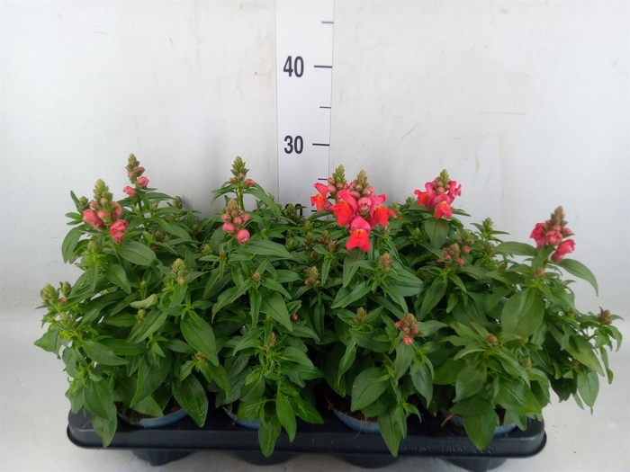 <h4>Antirrhinum majus   ...</h4>