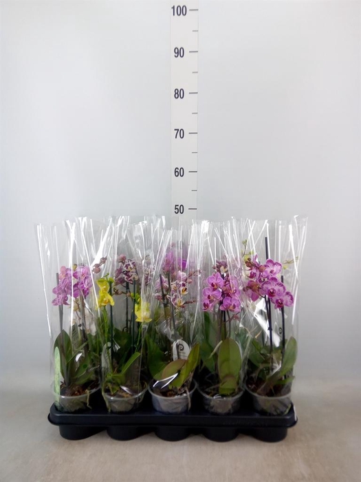 <h4>Phalaenopsis multi.   ...mix  4</h4>