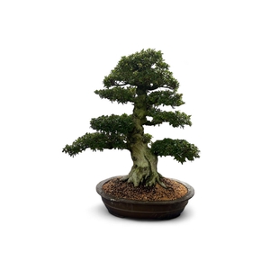 Rhododendron indicum, pot 60. Height 80cm. (single item)