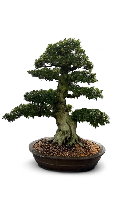 <h4>Rhododendron indicum, pot 60. Height 80cm. (single item)</h4>