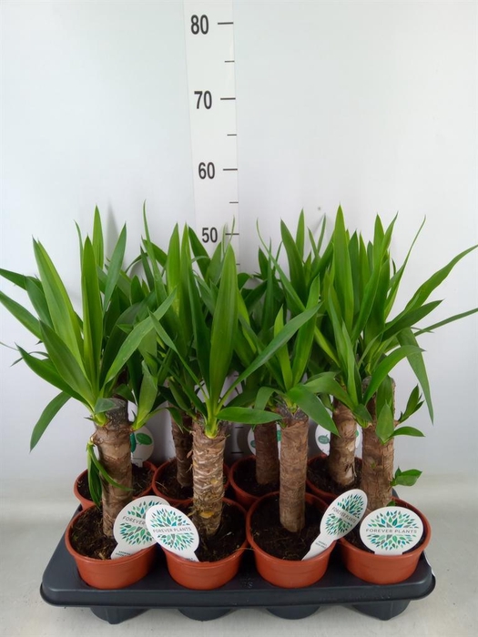 <h4>Yucca   ...</h4>