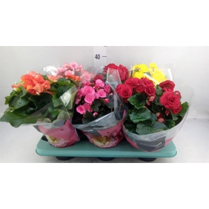 Begonia elat. DU   ...mix