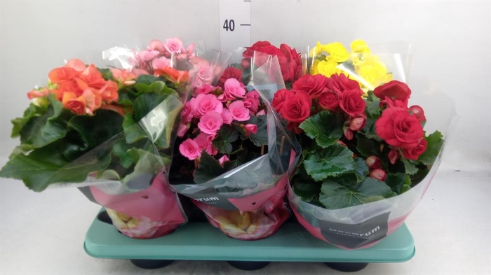 <h4>Begonia elat. DU   ...mix</h4>