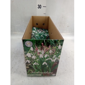 Flowerbulbs, corns or tubers   ...