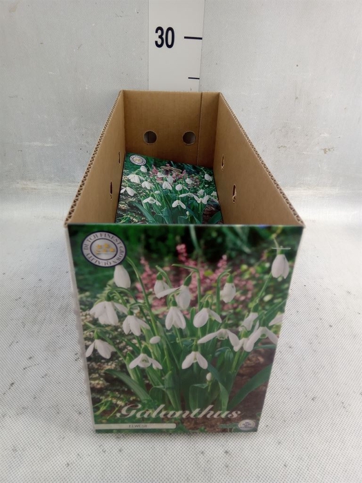<h4>Flowerbulbs, corns or tubers   ...</h4>