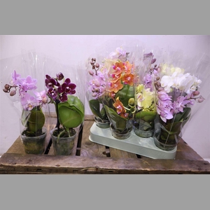 Phal Mini Mix 1-2 Spike