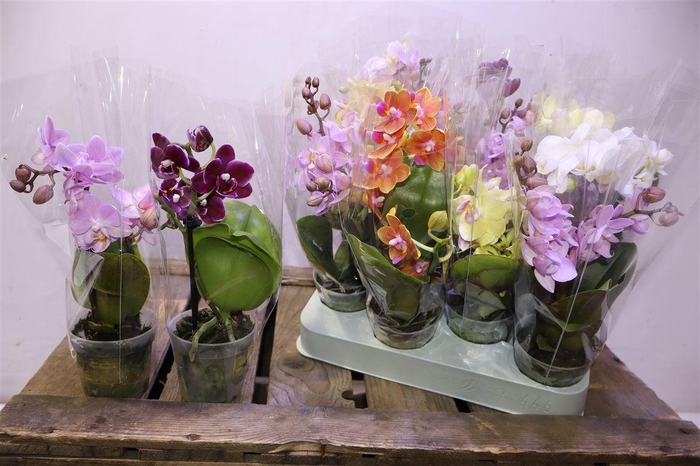 <h4>Phal Mini Mix 1-2 Spike</h4>
