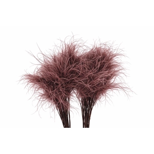 Dried Stypha Penata Brown(10 Toef) Bunch