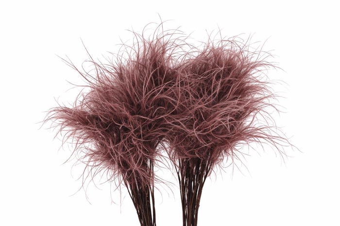 <h4>Dried Stypha Penata Brown(10 Toef) Bunch</h4>