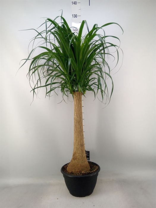 <h4>Beaucarnea recurvata</h4>