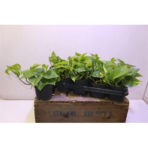 Epipr Aureum