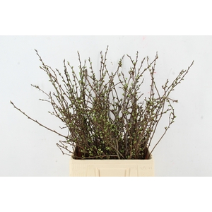 PRUIMENBLOESEM PER STEM 065CM