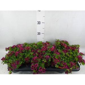 Calibrachoa  'Cabaret Good N Kiss'