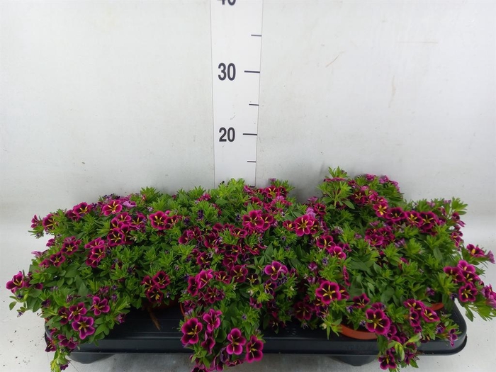 <h4>Calibrachoa  'Cabaret Good N Kiss'</h4>