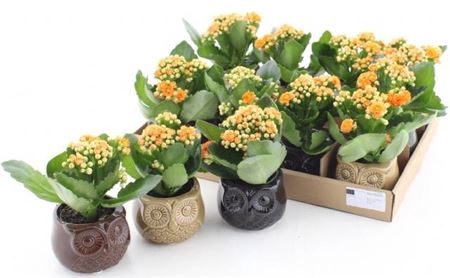 arr8 Arr Kamerpl In Mix Uil Keramiek