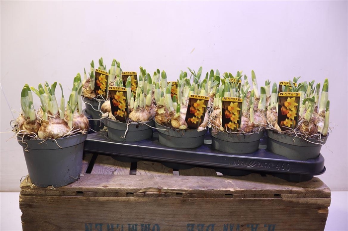 <h4>arr8 Narc C Jetfire</h4>