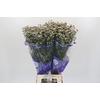 Limonium sinensis White Diamond