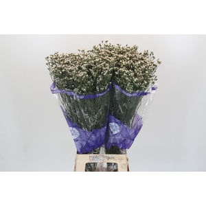 Limonium sinensis White Diamond