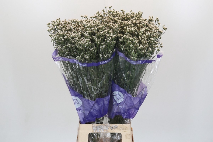 <h4>Limonium sinensis White Diamond</h4>