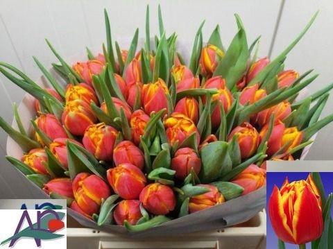 <h4>TU DU CROSSFIRE</h4>