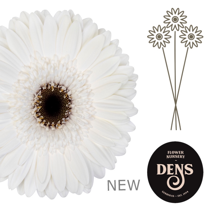 <h4>GE GR OWEN+</h4>