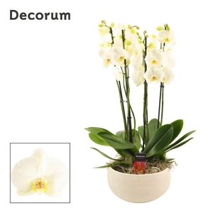 Nora 6 tak symphony white (Deco-collection)