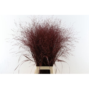 Siergras Panicum Kbh Bordeaux P Stem