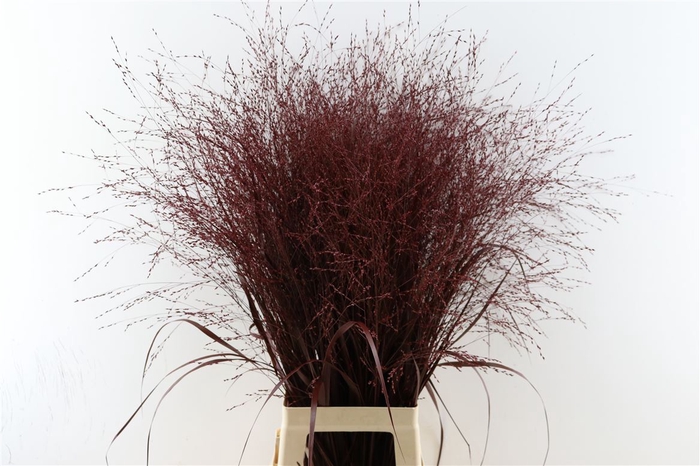 Siergras Panicum Kbh Bordeaux P Stem