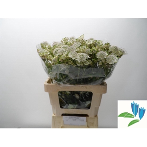 Astrantia Shaggy