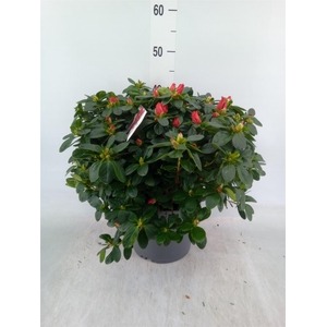 Rhododendron sim.   ...