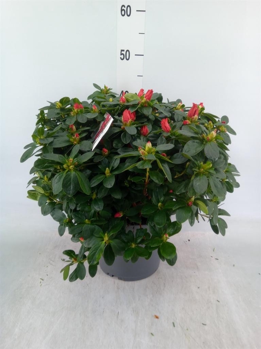 Rhododendron sim.   ...