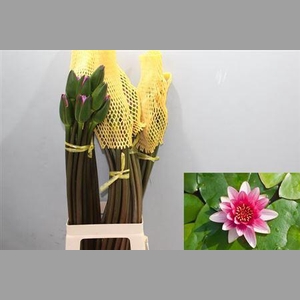 Nymphaea Pink