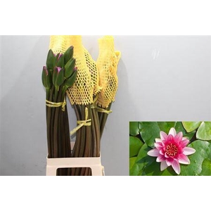 Nymphaea Pink
