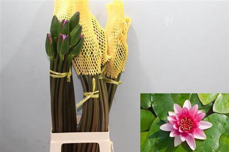 <h4>Nymphaea Pink</h4>