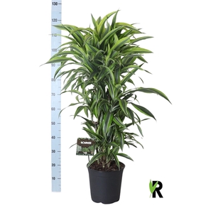 Dracaena fragr. Lemon Lime vertakt